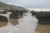 Falaise des vaches noires